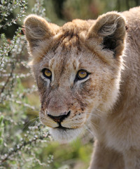 portrait of a wild lion.