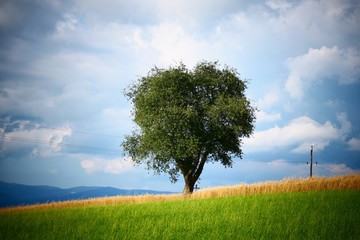 Fototapeta na wymiar Baum auf der Weide