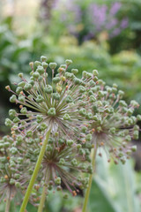 inflorescence of the plant in the form of a ball with seeds hearts