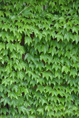 Ivy leaves background