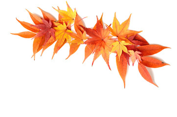 Autumn leaves on a white background