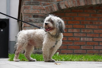shaggy curly-haired dog gray on a leash on a walk on a background of green grass, a friend of man,...