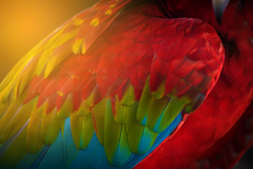 Texture of Macaw feathers.Colorful feathers.