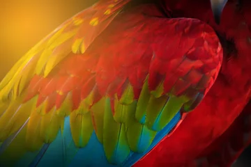 Meubelstickers Texture of Macaw feathers.Colorful feathers. © Chinnachote