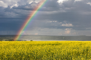 Rainbow on the cloudy sky after the rain. Yellow flowering fields