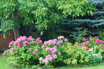 Hydrangea macrophylla, hortensia pink flowers in garden