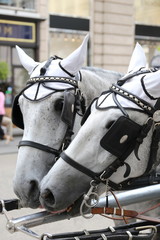 Horse carriage on the streets of Vienna, Austria