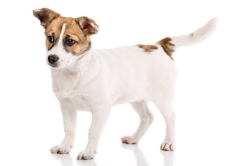 Funny puppy stands sideways. Isolated on a white background