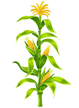Set of ripe maize corncobs with yellow corns ears and green leaves on plant stem set, vegetable isolated on white transparent background. Ripe corn vegetables organic food. Eps10 vector illustration.