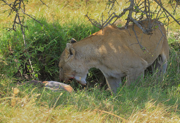 Lion lioness female, panthera leo, with dead prey open mouth showing sharp teeth about to bite into...