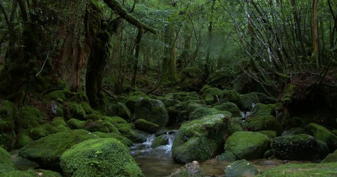 View of stream in forest, Yakushima, Kagoshima Prefecture, Japan