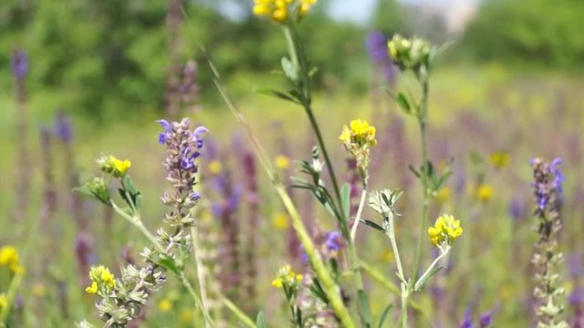 Wind sways lilac flowers in the meadow.