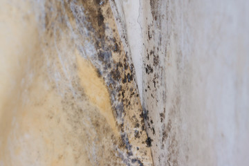 Mold on white background, fungus on white background, bacteria on white surface. Mold growth on white surface