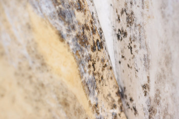 Mold on white background, fungus on white background, bacteria on white surface. Mold growth on white surface