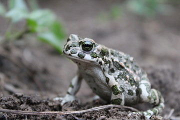 frog