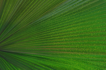 Obraz premium Close to a thick juicy leaf of an exotic plant in a greenhouse