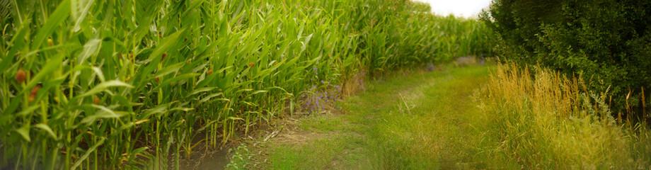  panorama of a field of sunflower and corn against the background of a rural landscape and sunlight