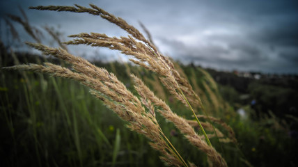 Fototapeta premium Душистый колосок