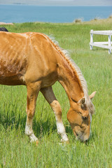 Naklejka na ściany i meble Beautiful red horse grazing in the meadow in summer