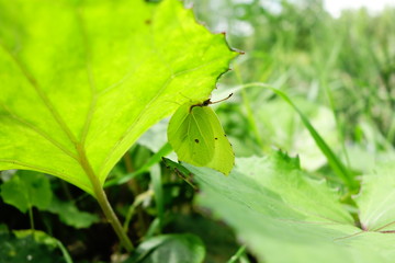 Butterfly utilizing mimicry camouflage to advantage under leaf