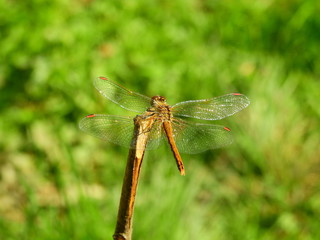 Dragonfly on twig translucent wings
