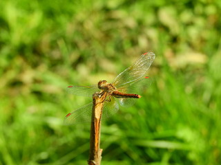 Dragonfly on twig translucent wings