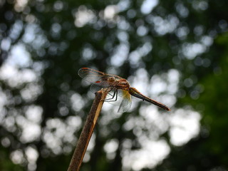 Dragonfly on twig bracing against wind