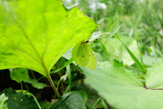 Butterfly Utilizing Mimicry Camouflage To Great Advantage Under Plant Leaf