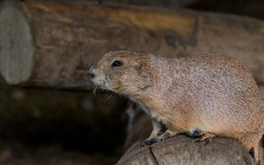 prairie dog profile 