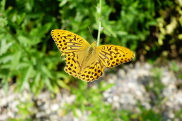 silver-washed fritillary butterfly with slightly torn wing