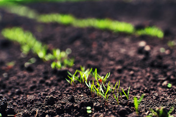 Shoots of leaves in the garden on a spring day. Growing vegetables
