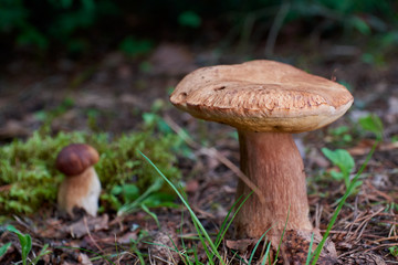 Fototapeta premium mushroom in forest, boletus