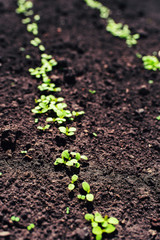 Shoots of leaves in the garden on a spring day. Growing vegetables. Vertical