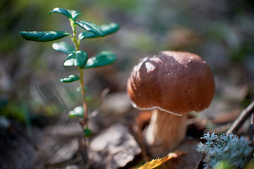 mushroom in forest. boletus