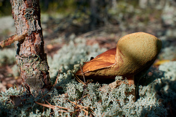 Mushroom. Boletus in moss