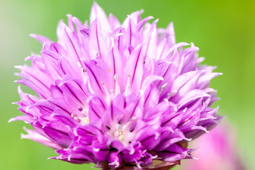 Flowering red clover. close-up shot during the summer