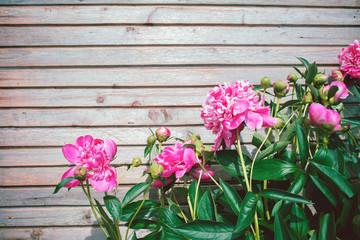 Fototapeta na wymiar Pink peonies in the garden on a summer day on a wooden background. Blooming pink peony. Beautiful flowers. 
