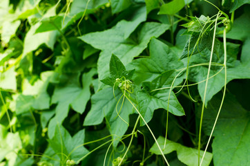 thickets of squirting cucumber, plant