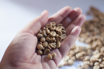 Unroasted Coffee Beans on Hand with White Background