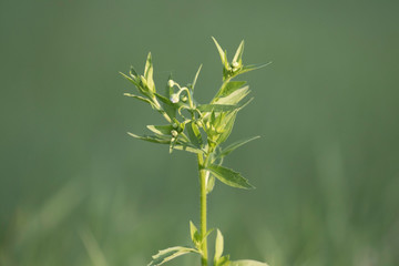 green stem with green background 