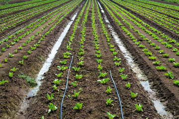 Fototapeta na wymiar Lettuce farm on sunlight.