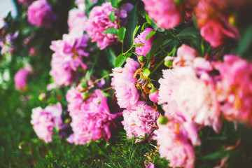  Flowers. Beautiful pink peonies in the garden on a summer day. 