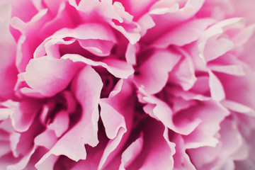  Flowers. Beautiful pink peonies in the garden on a summer day. Texture. Macro