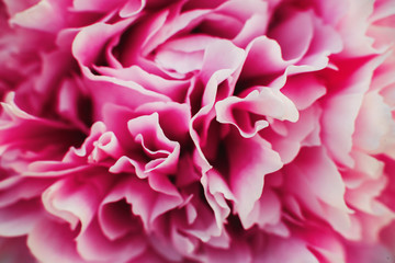  Flowers. Beautiful pink peonies in the garden on a summer day. Texture. Macro