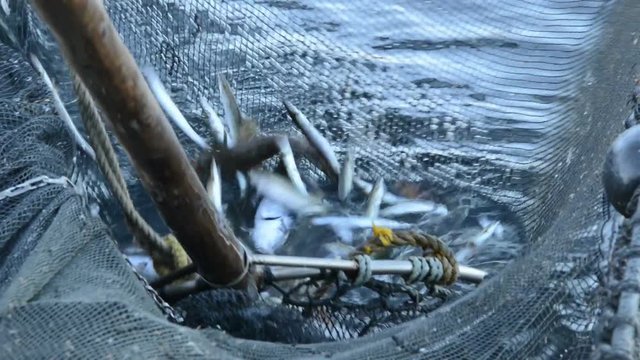 Fishermen on fishboat scooping fish