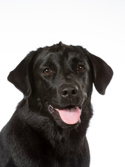 Fototapeta na wymiar Black labrador dog portrait. Image taken in a studio with white background. Copy space, isolated on white.