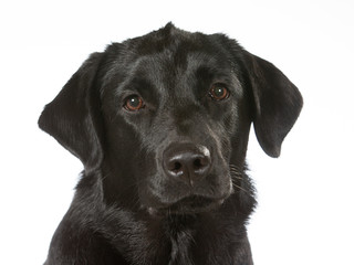Black labrador dog portrait. Image taken in a studio with white background. Copy space, isolated on...