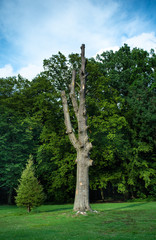 Fototapeta premium arbre sans branche dans un parc