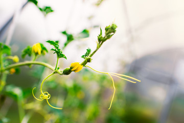 Harvest. A small watermelon in a greenhouse on a Sunny summer day. The cultivation of watermelon.