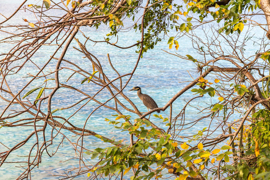 Saint Vincent And The Grenadines, Princess Margaret Beach, Bequia, Heron